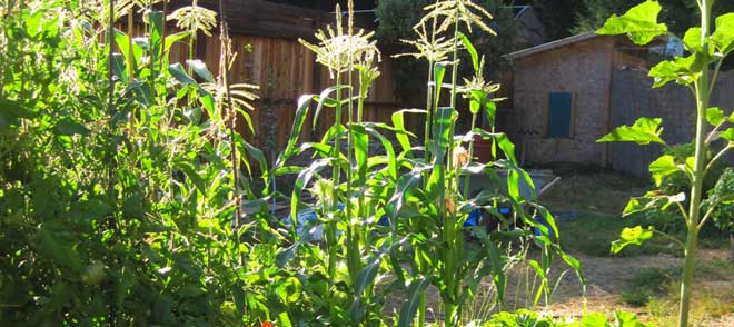 The three sisters: corn, beans, and squash - plus a fourth sister, sunflower