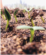 Jerusalem artichoke seedlings