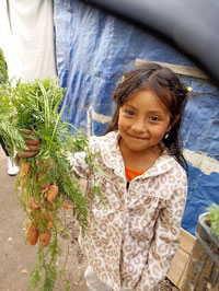 Smiling little girl holding a bunch of carrots