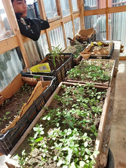 Boy looking into a greenhouse full of seedlings