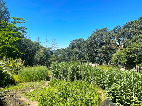 Fava beans, grains, and other crops growing this spring at The Jeavons Center