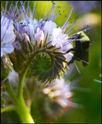 Bumblebee pollinating a purple flower