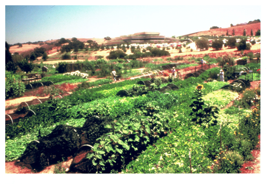 Original Common Ground Garden, Syntex land